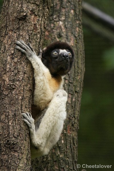_DSC0767.JPG - Kroonsifaka