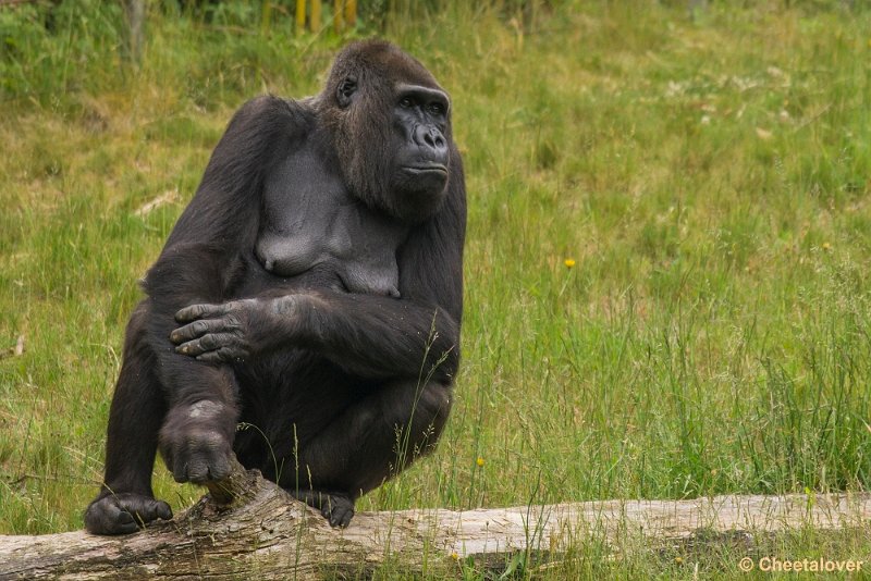 _DSC0834.JPG - Laagland Gorilla