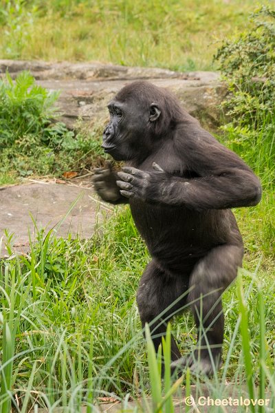 _DSC0840.JPG - Laagland Gorilla