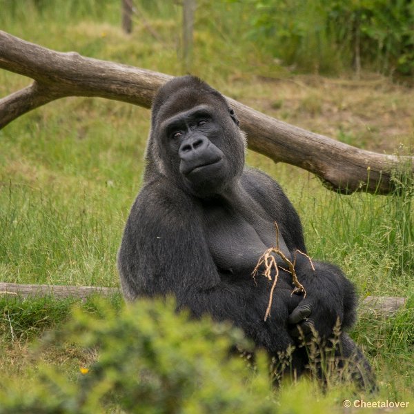 _DSC0844.JPG - Laagland Gorilla