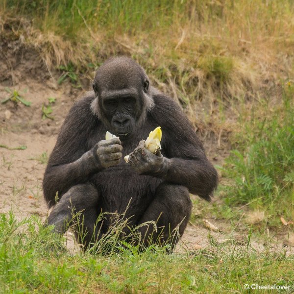 _DSC0847.JPG - Laagland Gorilla