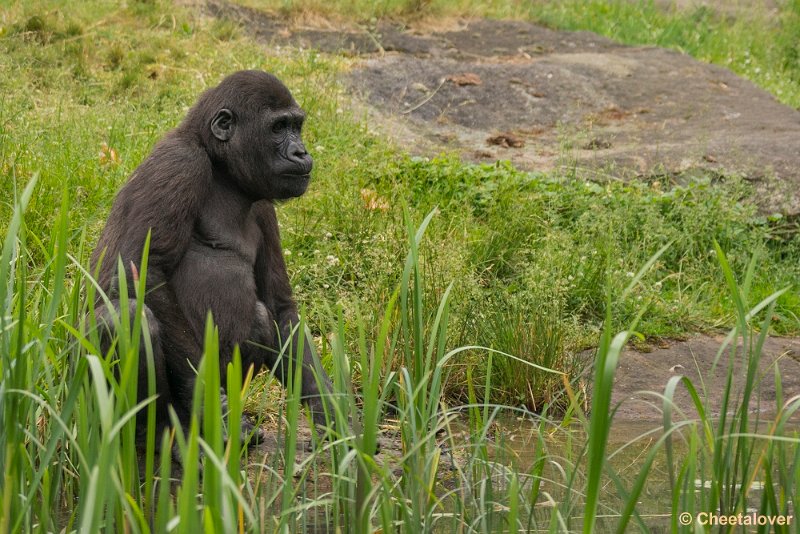 _DSC0849.JPG - Laagland Gorilla