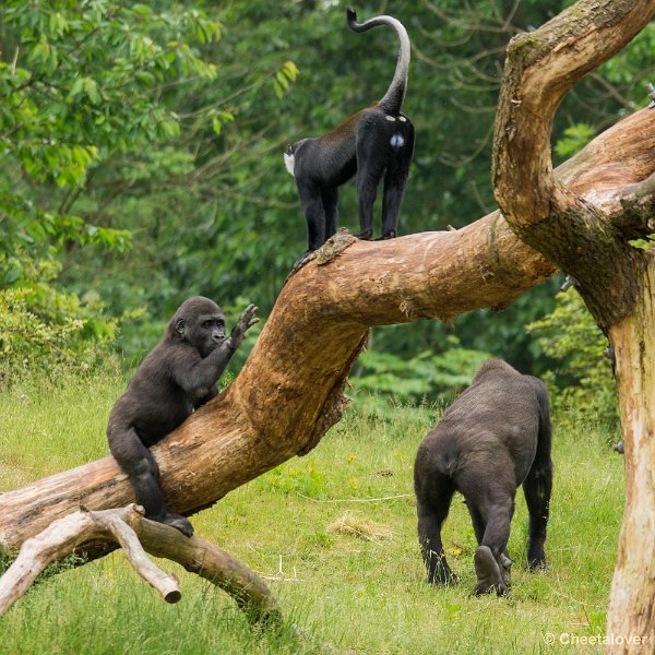 _DSC0851.JPG - Laagland Gorilla