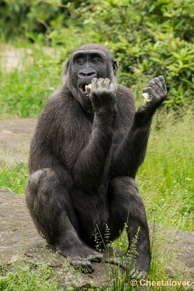 _DSC0855.JPG - Laagland Gorilla