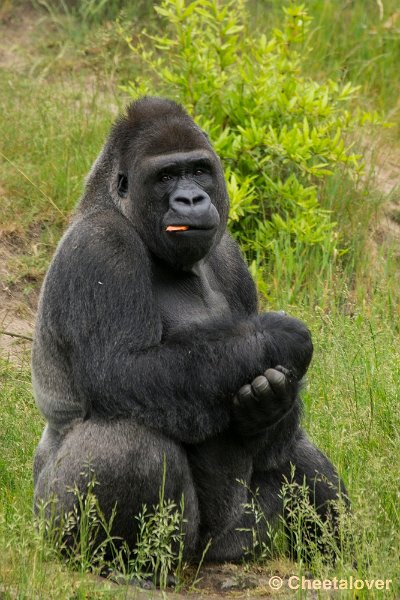 _DSC0857.JPG - Laagland Gorilla