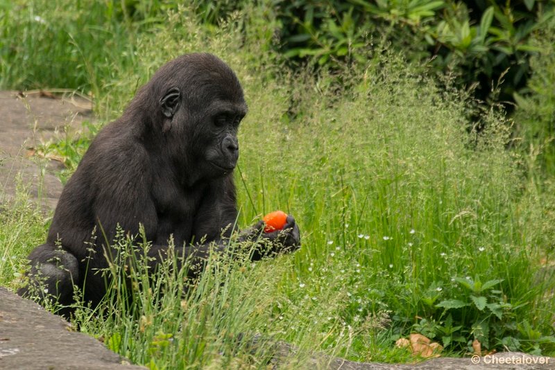 _DSC0858.JPG - Laagland Gorilla