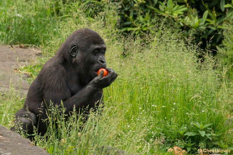 _DSC0860.JPG - Laagland Gorilla
