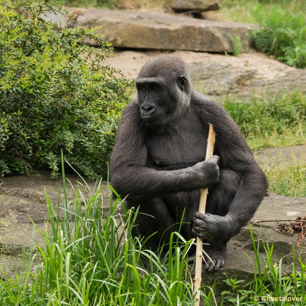 _DSC0865.JPG - Laagland Gorilla