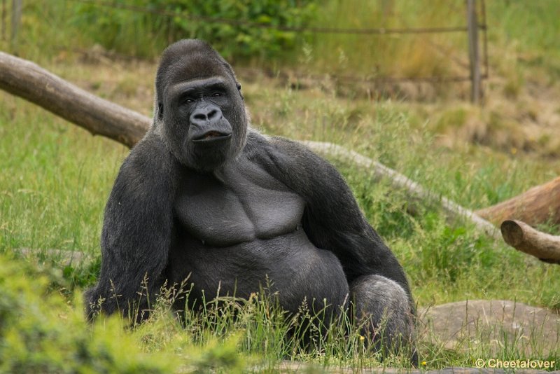 _DSC0869.JPG - Laagland Gorilla