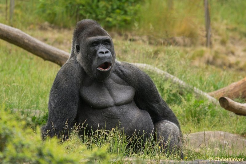 _DSC0870.JPG - Laagland Gorilla