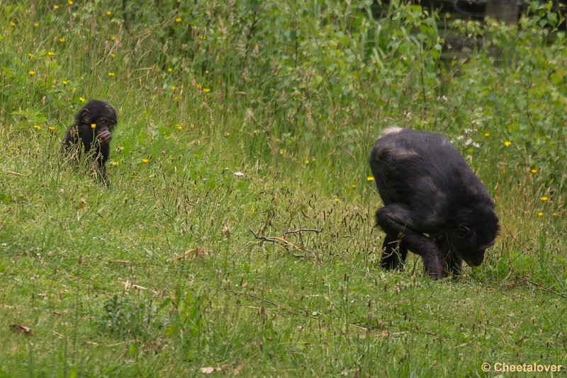 _DSC0912.JPG - Bonobo