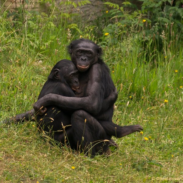 _DSC0929.JPG - Bonobo