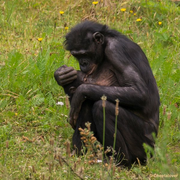 _DSC0942.JPG - Bonobo
