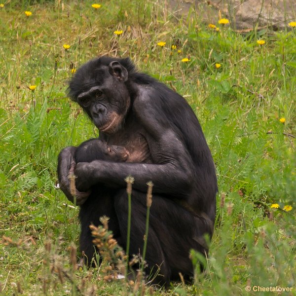 _DSC0944.JPG - Bonobo