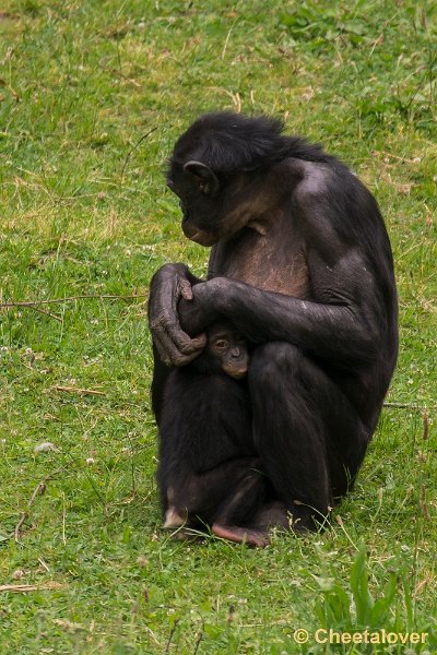 _DSC0955.JPG - Bonobo