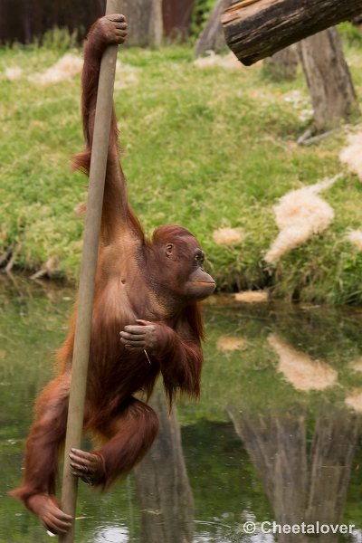 _DSC0986.JPG - Borneo Orang-Oetan