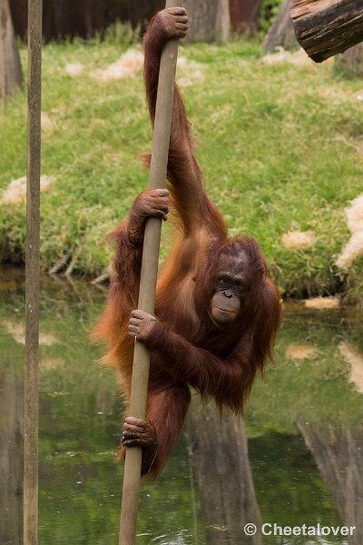 _DSC0987.JPG - Borneo Orang-Oetan