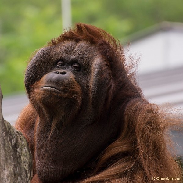 _DSC0994.JPG - Borneo Orang-Oetan