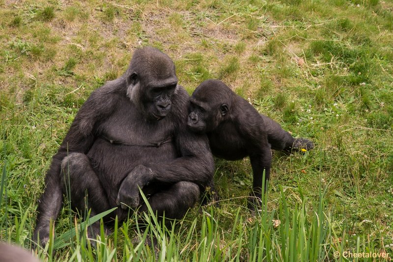 _DSC1012.JPG - Laagland Gorilla