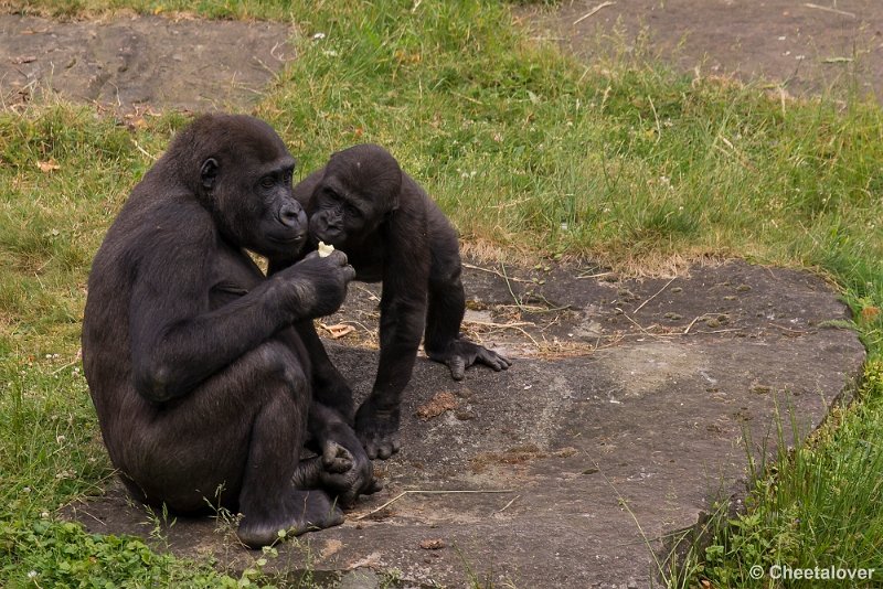 _DSC1015.JPG - Laagland Gorilla