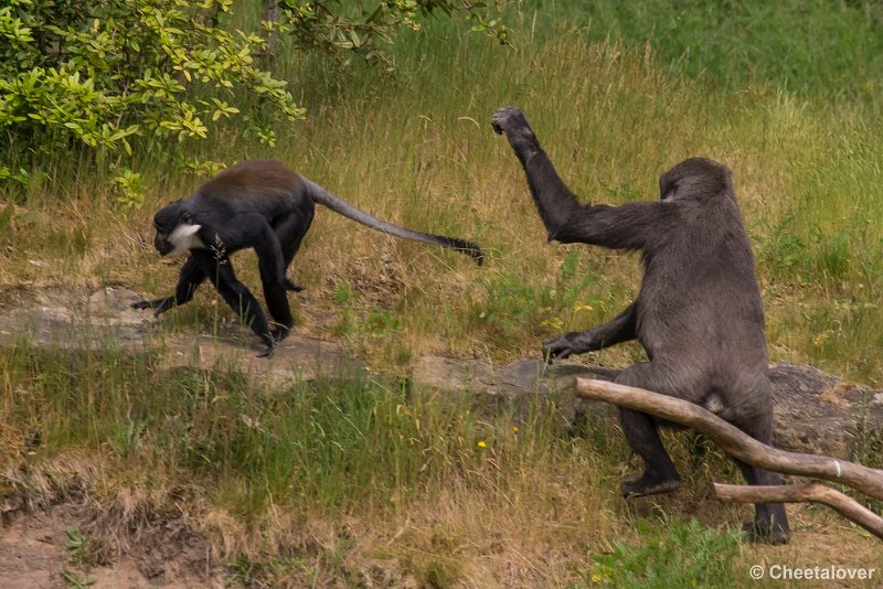 _DSC1019.JPG - Laagland Gorilla en l'Hoest Meerkat