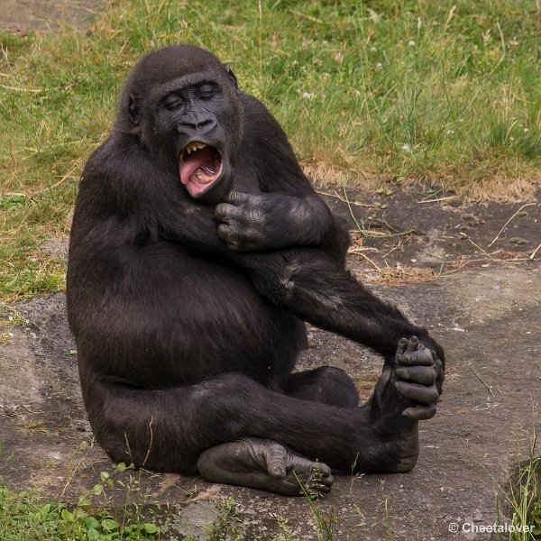 _DSC1028.JPG - Laagland Gorilla