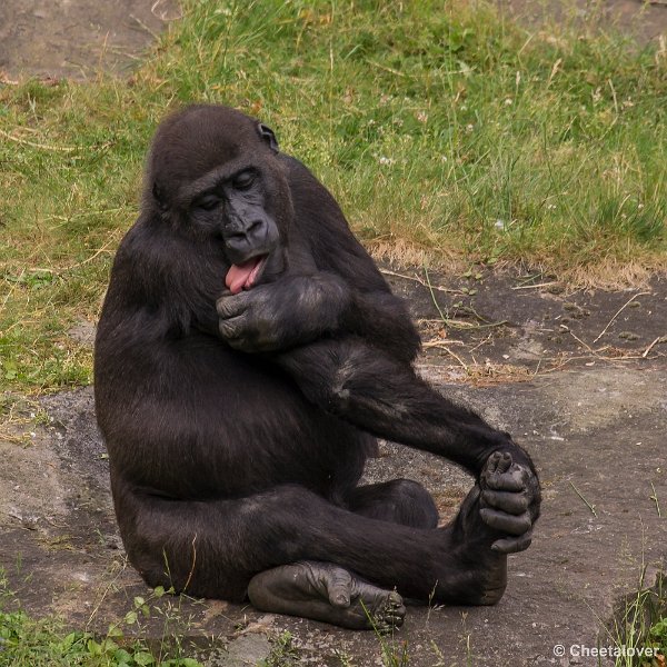 _DSC1032.JPG - Laagland Gorilla