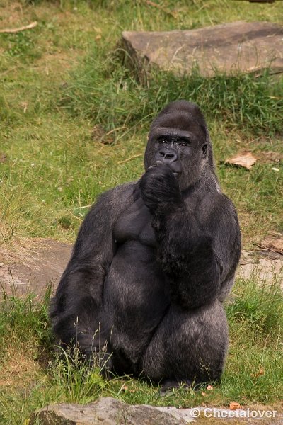 _DSC1038.JPG - Laagland Gorilla