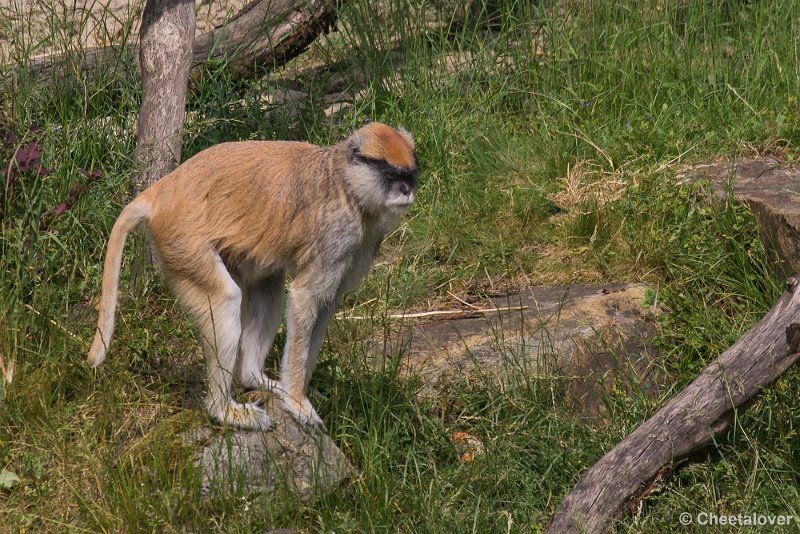 _DSC1045.JPG - Huzaaraap