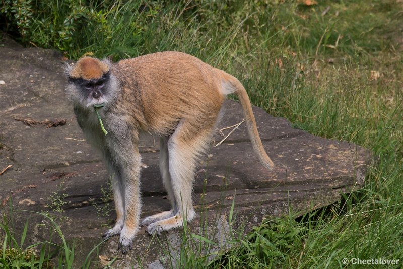 _DSC1051.JPG - Huzaaraap