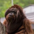 _DSC0994
