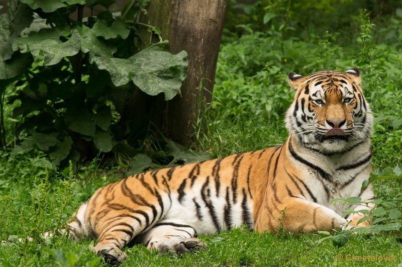 _DSC1879.JPG - Amur Tijger