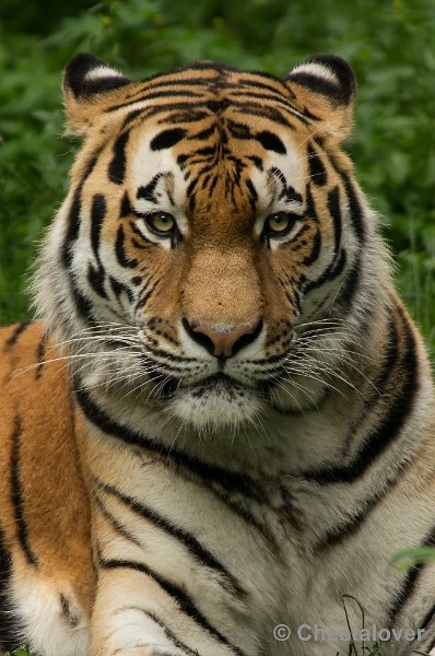 _DSC1884.JPG - Amur Tijger