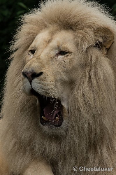 _DSC1905.JPG - Afrikaanse Leeuw