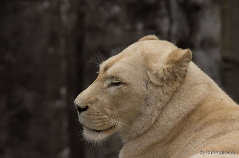 _DSC1908.JPG - Afrikaanse Leeuw