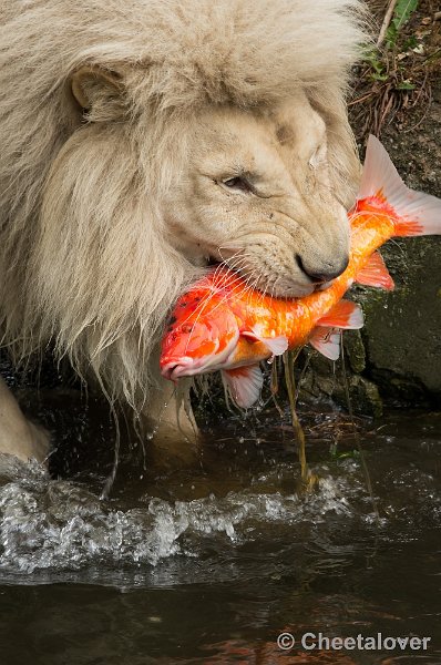 _DSC1921.JPG - Afrikaanse Leeuw