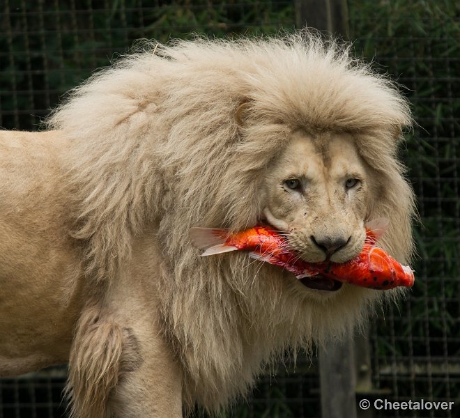 _DSC1952.JPG - Afrikaanse Leeuw
