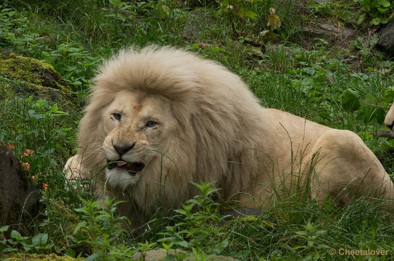 _DSC1980.JPG - Afrikaanse Leeuw