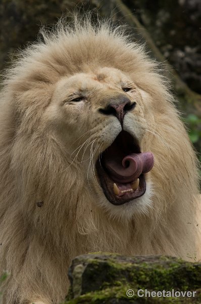 _DSC2063.JPG - Afrikaanse Leeuw