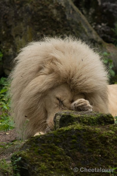 _DSC2068.JPG - Afrikaanse Leeuw