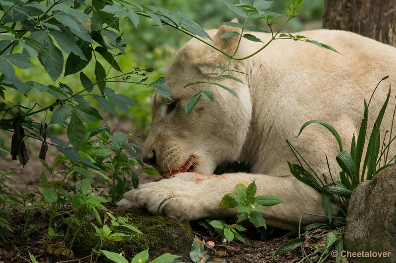 _DSC2069.JPG - Afrikaanse Leeuw