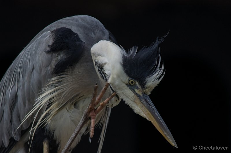 _DSC2128.JPG - Reiger