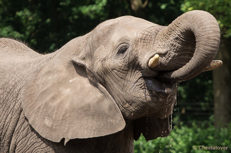_DSC2159.JPG - Afrikaanse Olifant