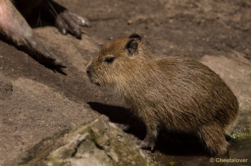 _DSC2291.JPG - Capibara