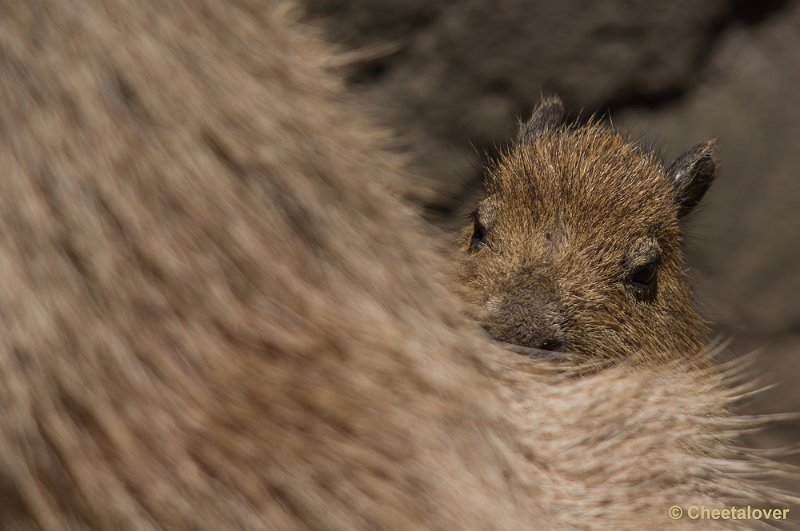 _DSC2303.JPG - Capibara