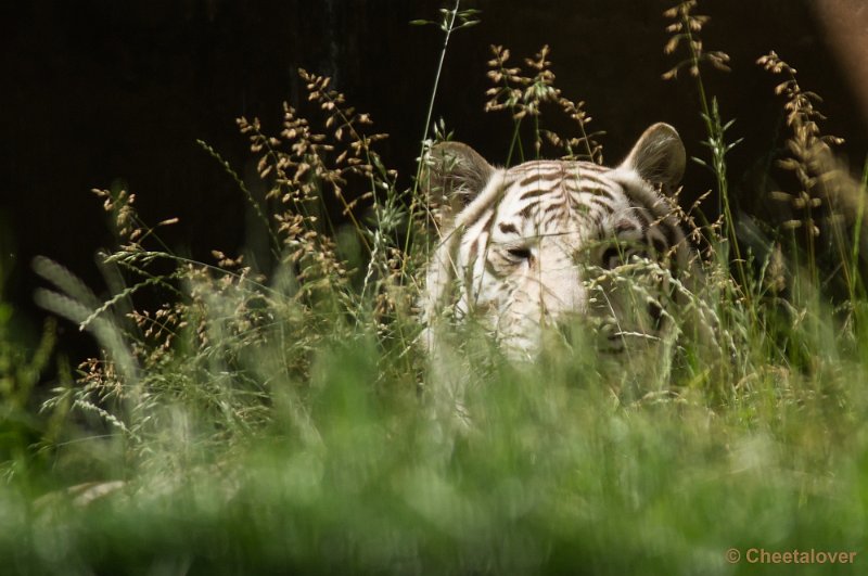 _DSC2482.JPG - Witte Tijger