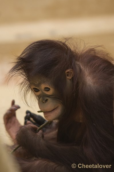 _DSC2491.JPG - Orang Oetan