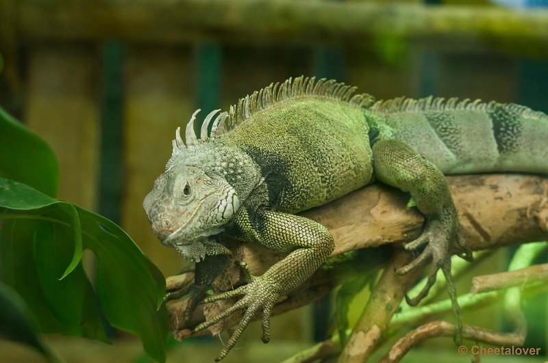 _DSC2513.JPG - Groene Leguaan