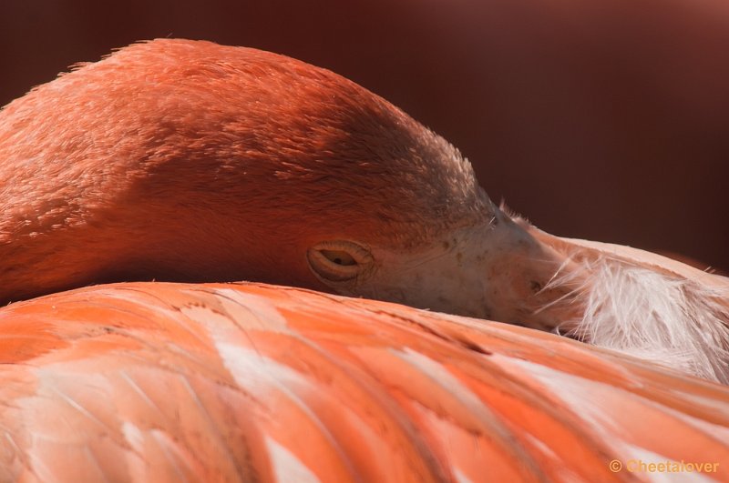 _DSC2527.JPG - Cubaanse Flamingo