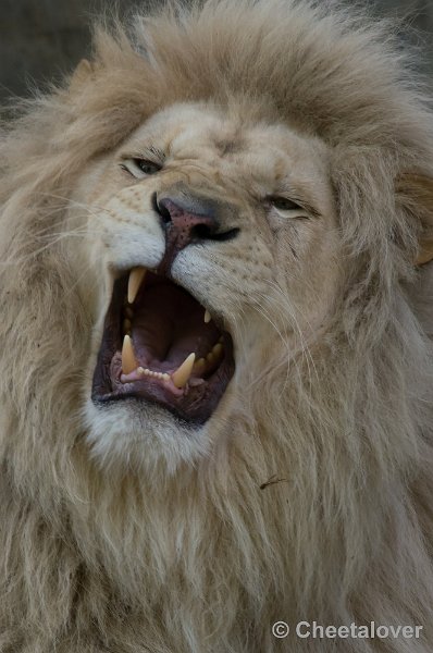 _DSC2560.JPG - Afrikaanse Leeuw